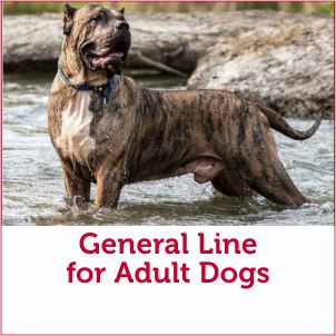 Food for Adult Dogs