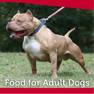 Dog Food for Adult Dogs