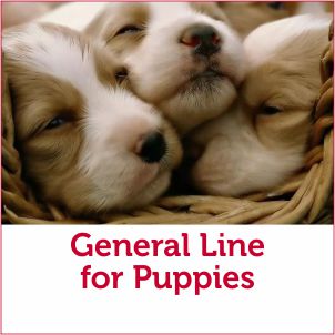 Food for Puppies